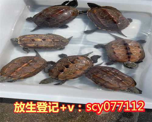 福建放生鲤鱼的真实功德,福建鳝鱼去哪里放生,福建卖花是一个有功德的行业