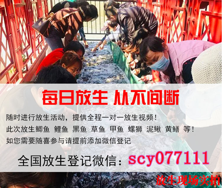 广东每月放生日子，广东周边哪里最适合放生松鼠，广东卧室能放生石灰防潮吗